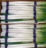 Scallion