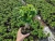Import Small bonsai of ginseng root and grafted ornamental plants from China
