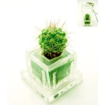 Succulent plant pet plant