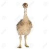 SUPER OSTRICH CHICKS/EGGS AVAILABLE AT LOW PRICES AVAILABLE
