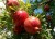 Import Top Quality Fresh Pomegranates from Turkey from Republic of Türkiye