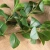 Import UV Protected Shrubs Outdoor Indoor Faux Bush Bundle Artificial Plants With Leaves from China