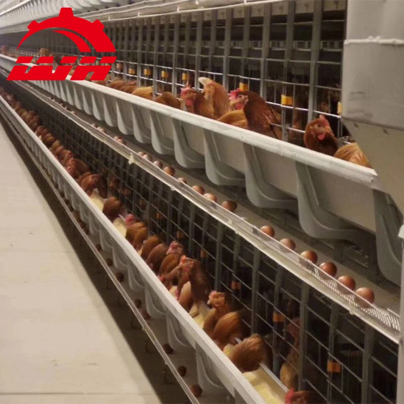 Wan He Chicken farm automatic layer egg collection system/Livestock Equipment