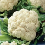 White fresh cauliflower