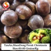 wholesale cheap china shandong fresh chestnut