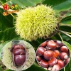 wholesale hot quality china organic fresh chestnut