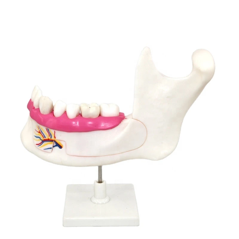 Wholesale medical enlarged removable anatomical human dental teeth model
