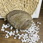 Wholesale Stock Price 10cm Natural Abalone Shells For Soap Box Decoration Sage