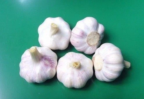 Wholesaler Cheap Crispy Fresh White White Garlic In Carton