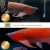Import Zaohetian 142CM 40W WRGB 5050 UV submersible Lamp Led Aquarium Lighting Goldfish Koi Tropical Fish Arowana Ornamental Fish Lamp from China