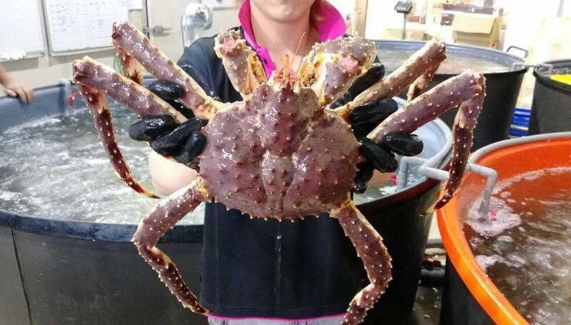 Buy Live Norwegian Red King Crab (paralithodes Camtschaticus) / Frozen