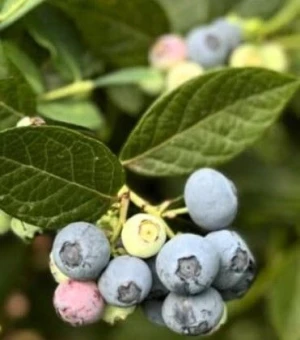 Blueberries