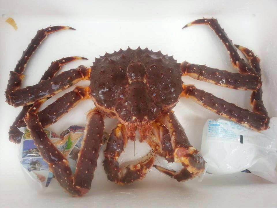 Buy Live Norwegian Red King Crab (paralithodes Camtschaticus) / Frozen