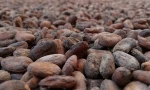 Cocoa beans