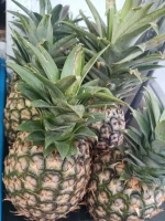 Fresh Pineapple at Wholesale Price
