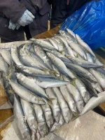 horse mackerel