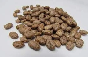 High-Quality Pinto Beans – Bulk Wholesale & Export Supply