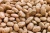 Import High-Quality Pinto Beans – Bulk Wholesale & Export Supply from Kenya