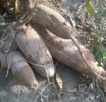Fresh Cassava & Tapioca