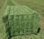 Top Market Price Best Cattle Feed in Pakistan for Export / Alfalfa HAY Bales Animal Feeding.