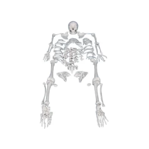 Human plastic skeleton model anatomy skeleton