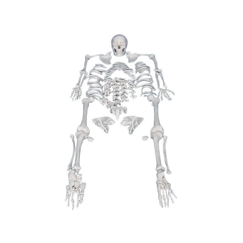 Buy Human Plastic Skeleton Model Anatomy Skeleton from ryan, China ...