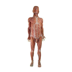 Soft High Simulation human Body Anatomy Model