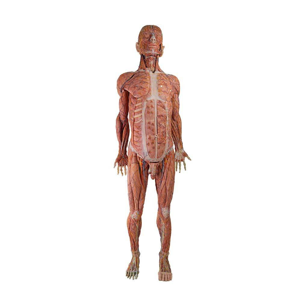 Simulation Body Buy Soft High Simulation Human Body Anatomy Model from Zhengzhou Meiwo ...
