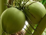 Fresh Young Coconuts Wholesale