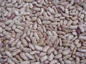 Wholesale Light Speckled Kidney Beans – Cleaned & Graded
