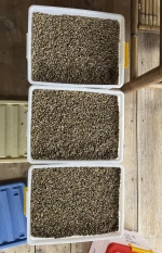 Robusta Coffee Beans