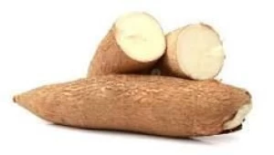 Cassava and Cassava Chips