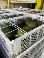 avocado hass