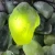 Import Nephrite BULK from Germany