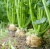 Import High Yield Edible Root and Leaf Nutritious Root Celery Seeds from China