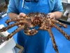 Live Norwegian Red King Crab (Paralithodes camtschaticus) / Frozen Red King Crab