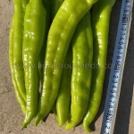 P1606 Green Horn Shape Hot Pepper Variety