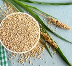Sorghum