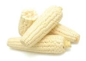 Premium Non-GMO White Corn – Bulk Supply for Food & Feed Industries