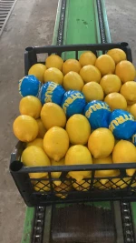 Fresh Yellow Lemon / Meyer, Lemas varieties