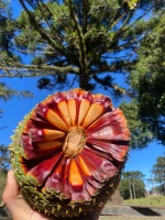 Brazilian Pine Nuts (Pinhão) - Origin from Southern Brazil