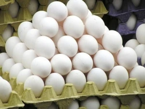Wholesale Supplier Of Bulk Fresh Stock of White / Brown Shell Fresh Table Chicken Eggs