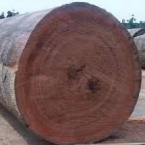 Teak Wood and Tali Wood, Padouk, Pine, Boxwood,