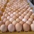 Import Wholesale Supplier Of Bulk Fresh Stock of White / Brown Shell Fresh Table Chicken Eggs from Poland