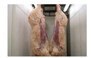 Frozen bovine carcass and half carcass