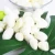 Import 100% Natural Silk ball Black Head Remover Tool skin care Scrub Face Massage Silkworm Cocoons from China