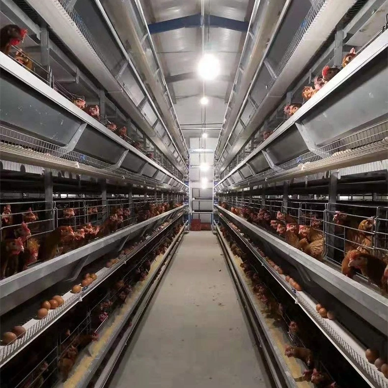 10000birds poultry farming equipment cage design
