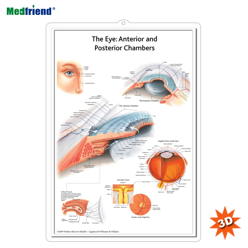3D Medical Anatomy  -The Eye- Anterior and Posterior Chambers
