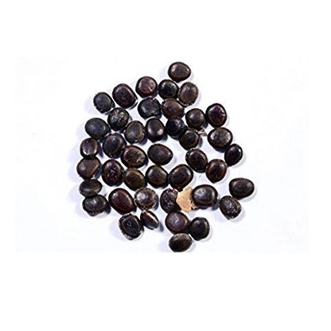 Best Quality Acacia Nilotica Seeds & Seedlings For Sale