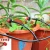 Import Adjustable Garden Micro Drip Irrigation 8 Hole Red Dripper Emitter For 1/4 Inch Hose from China
